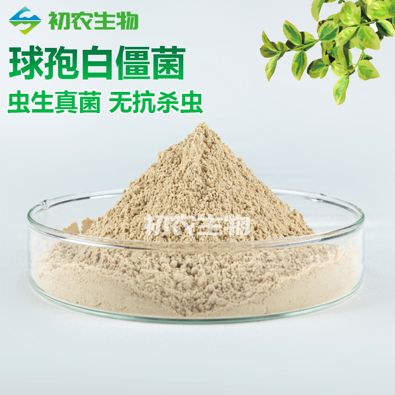 白僵菌（蟲生真菌類）