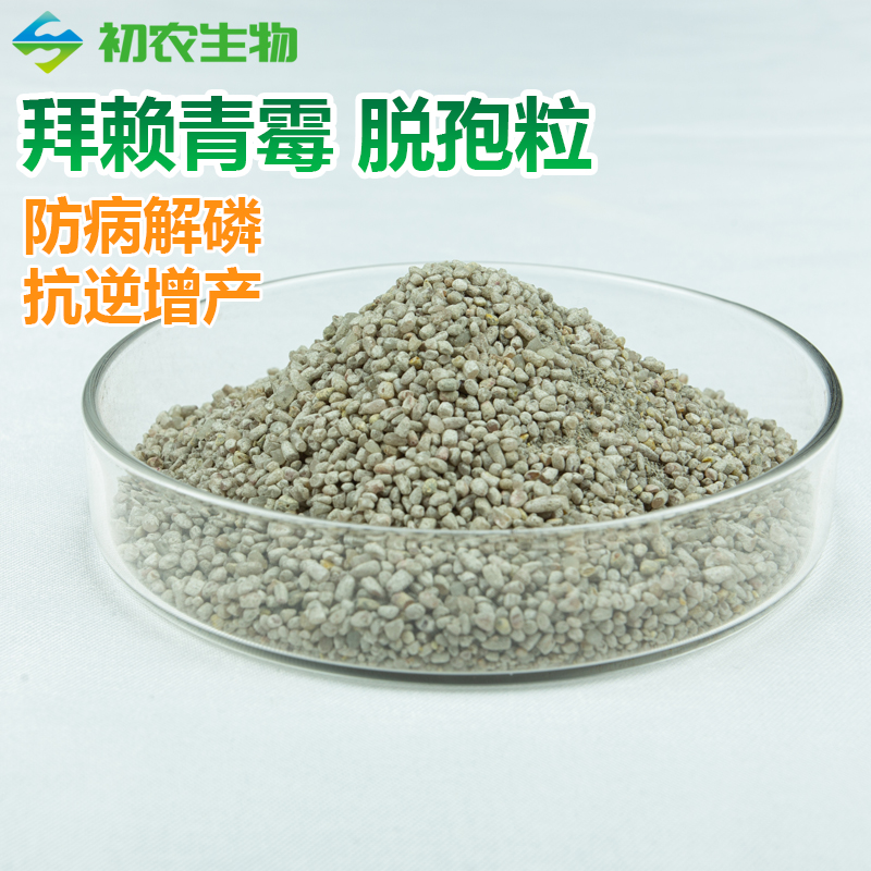 拜賴青霉脫孢粒（青霉類）