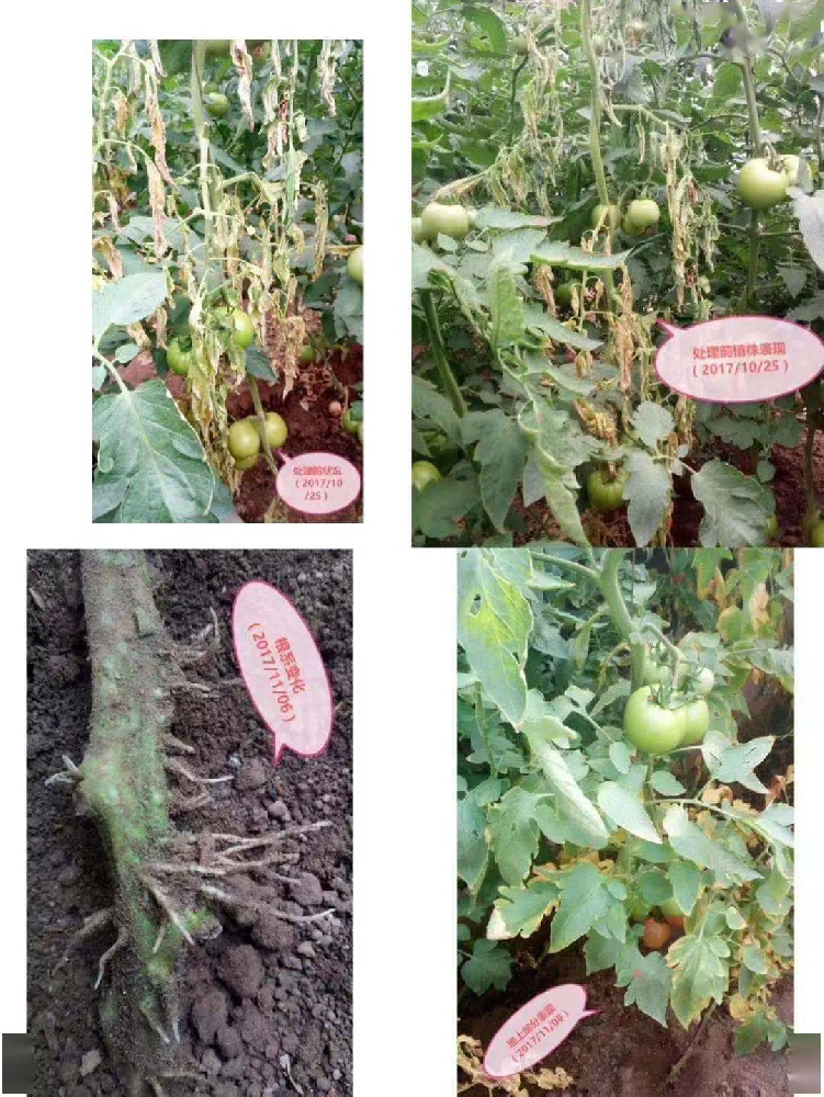 （三）帶您了解哈茨木霉？