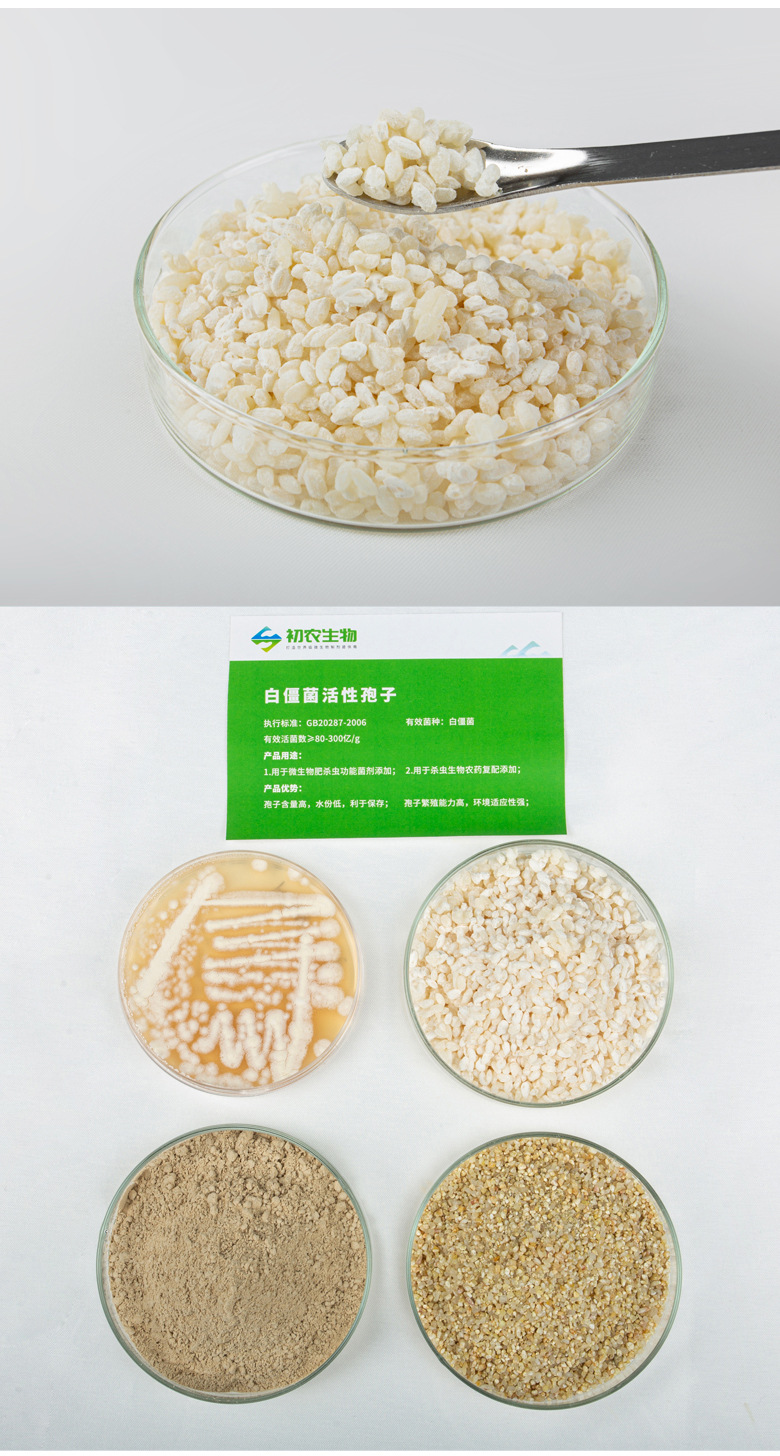 白僵菌（蟲(chóng)生真菌類）(圖2)