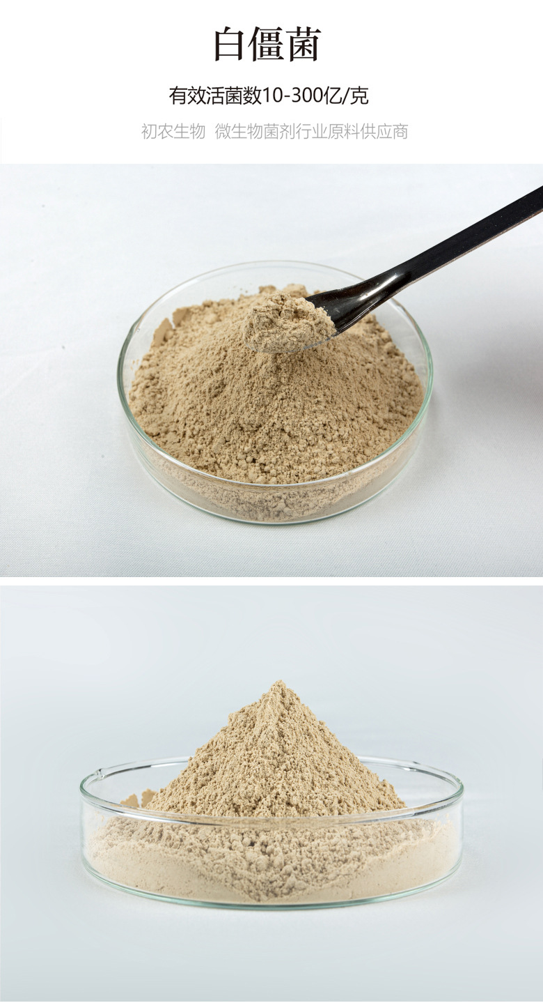 白僵菌（蟲(chóng)生真菌類）(圖1)